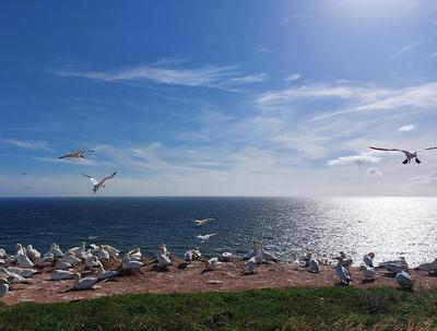 28.6.24 KoKo-Fahrt Helgoland 2024 Vogelkolonie Basstölpel