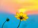 Sommerblume