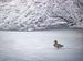 Ente auf gefrorenem See