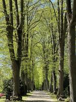 Neuer Friedhof Oldenburg Lindenallee im Frühliing
