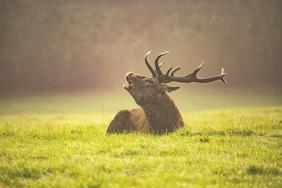 Hirsch