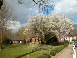Christuskirche Oldenburg hinter blühender Magnolie
