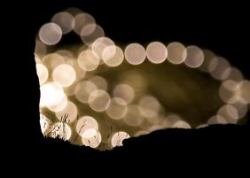 Lichter