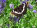 Schmetterling