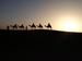 Camels