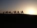 Camels