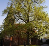 Gertrudenkapelle Oldenburg mit Frühlingslinde