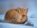 Fuchs im Schnee Fuchs im Schnee