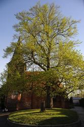 Gertruden-Kapelle Oldenburg mit Frühlingslinde