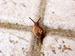 Schnecke