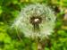 Pusteblume Pusteblume