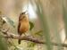 Singender Vogel