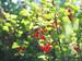 Johannisbeeren