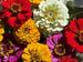 Sommerblumen