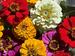 Sommerblumen