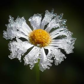 Gänseblümchen im Frost