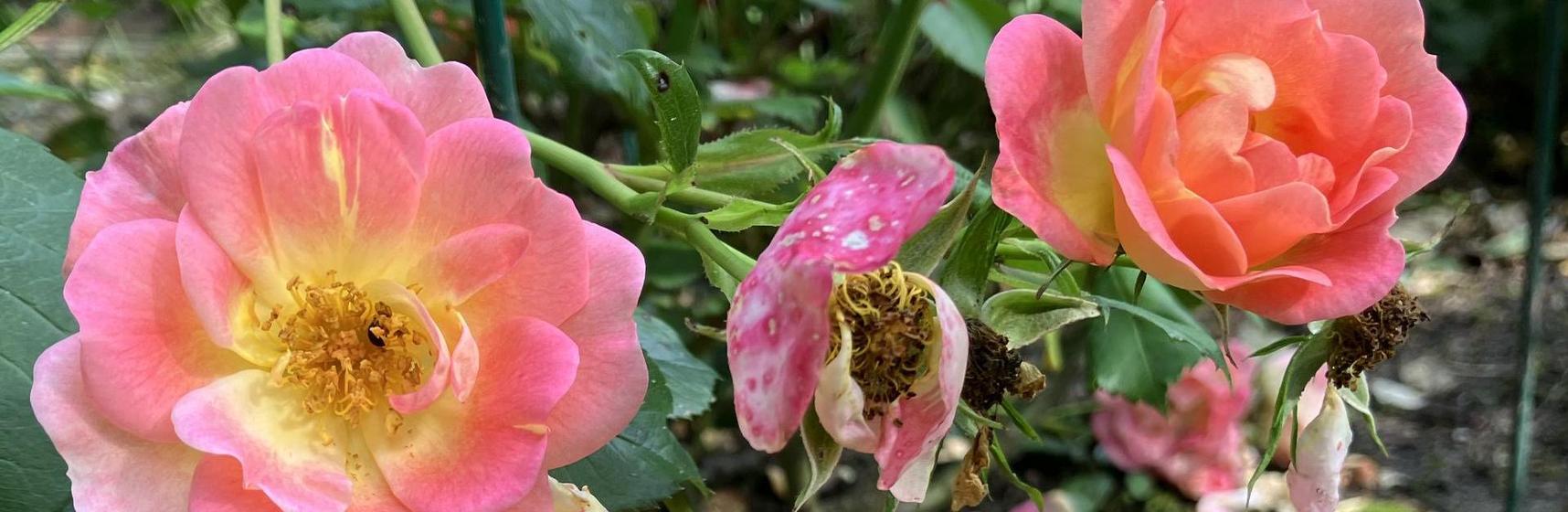 Header Sterben und Tod: Verblühende Rosen