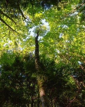 Baum im Licht