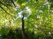 Baum im Licht
