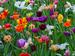 Tulpen Tulpen