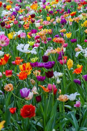 Tulpen