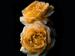 Rose Rose