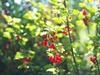 Johannisbeeren