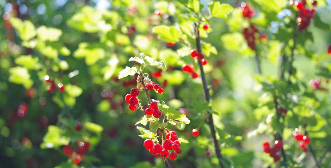 Johannisbeeren Wort der Zuversicht vom 2021-06-20