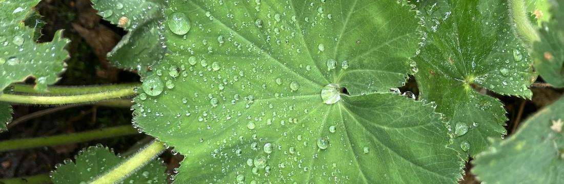 Tautropfen auf grünem Blatt