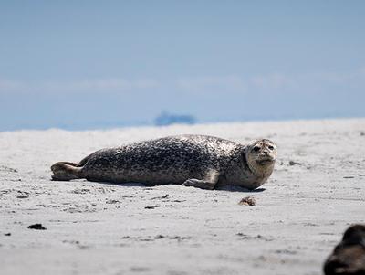 24.6.24 KoKo-Fahrt Helgoland 2024 Seehund