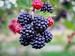 Brombeeren