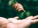 Fallendes Blatt und Hand