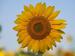 Sonnenblume