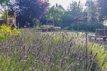 Levendelblüte Garten Lambertistift Oldenburg