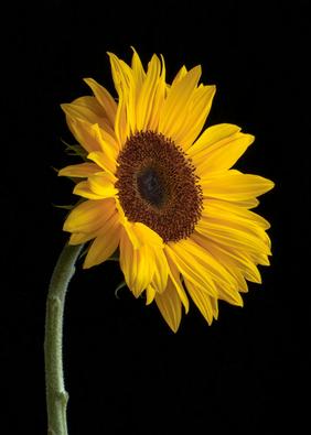 Sonnenblume