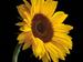 Sonnenblume