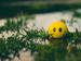 Smiley im Gras