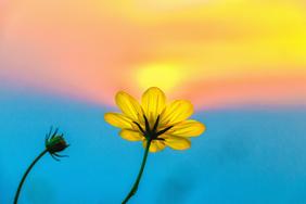 Sommerblume