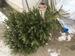 Alter Tannenbaum