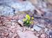 Blume im steinigen Boden