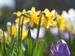 Narzissen und Tulpe 2017
